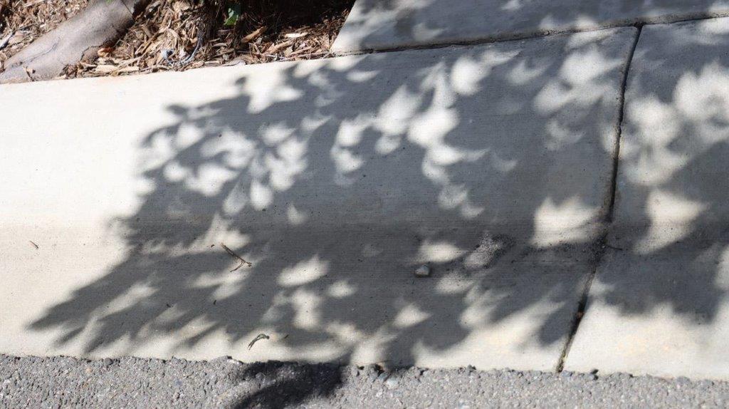 A shadow of a tree on a sidewalk

Description automatically generated