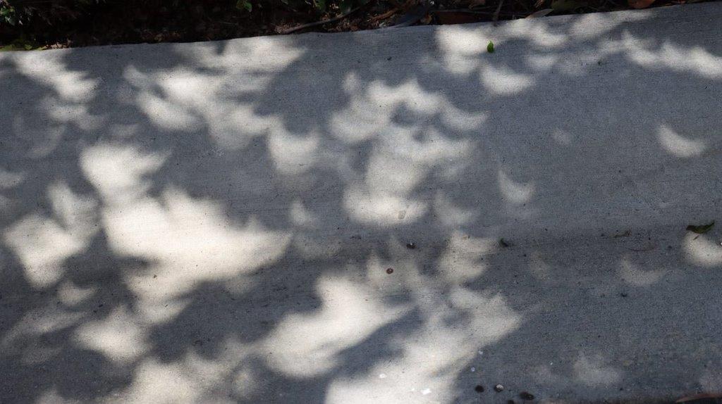 A shadow of a tree on a concrete surface

Description automatically generated