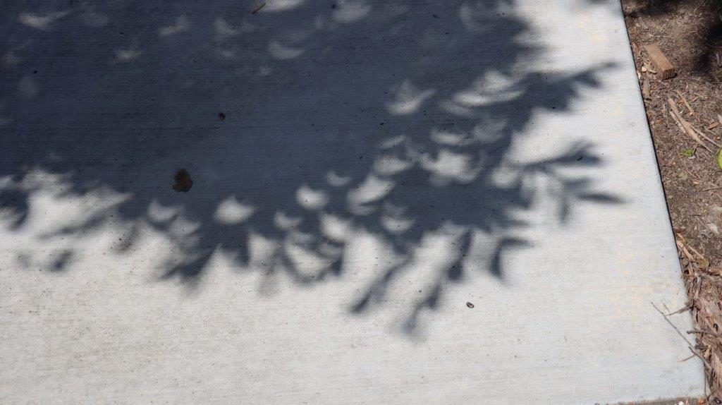 A shadow of a tree branch

Description automatically generated