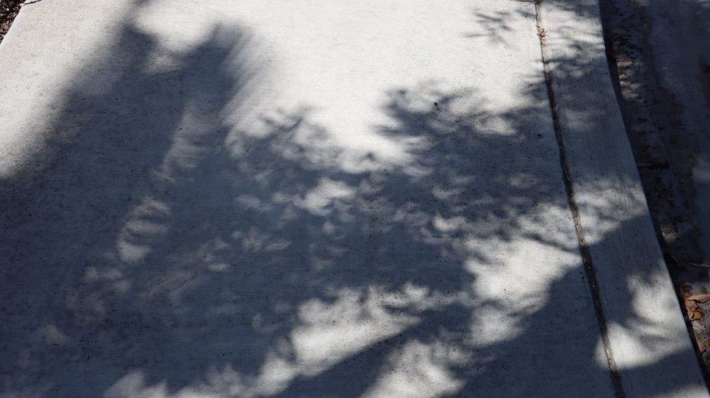 A shadow of a tree on a white surface

Description automatically generated