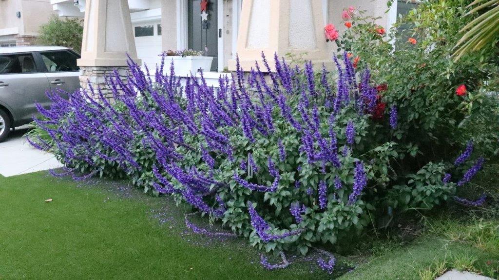 A purple flowers in front of a house

Description automatically generated