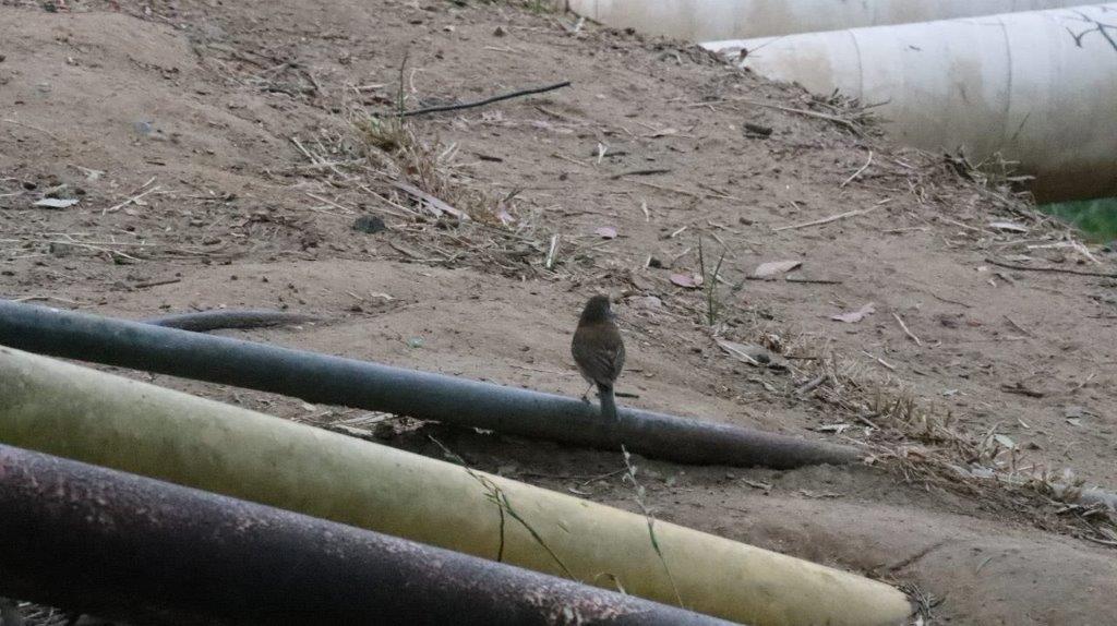 A bird sitting on a pipe

Description automatically generated