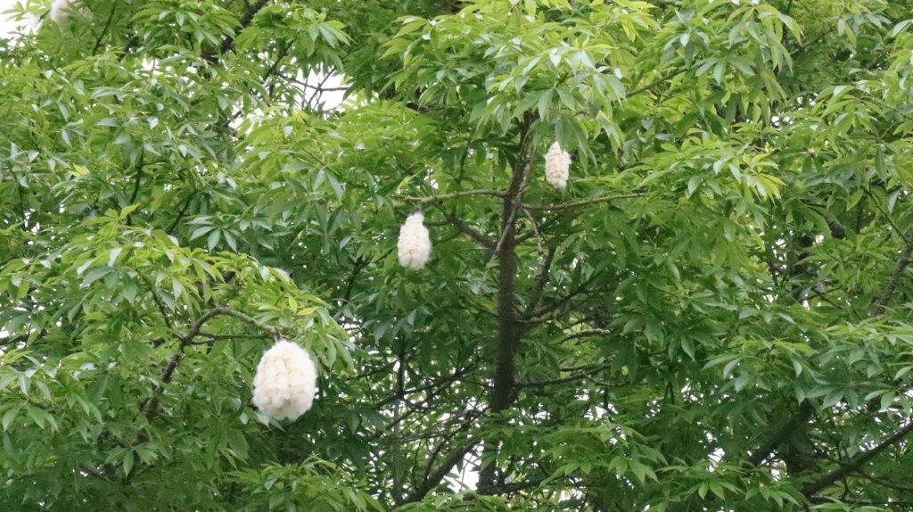 A group of white fluffy objects from a tree

Description automatically generated