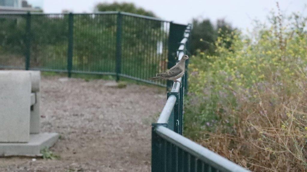 A bird perched on a railing

Description automatically generated