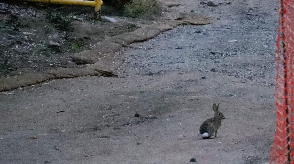 A rabbit on a dirt road

Description automatically generated