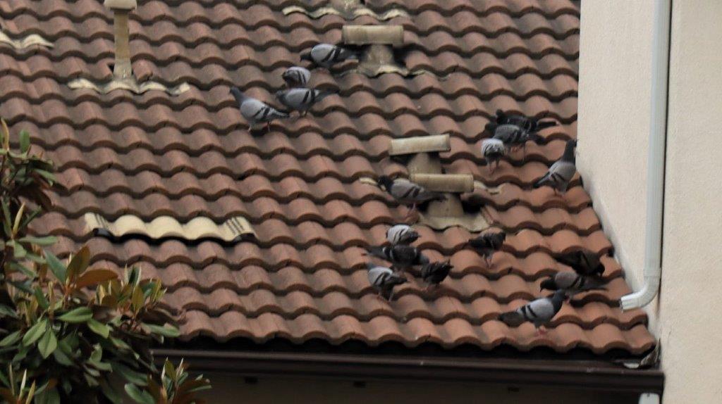 A group of pigeons on a roof

Description automatically generated