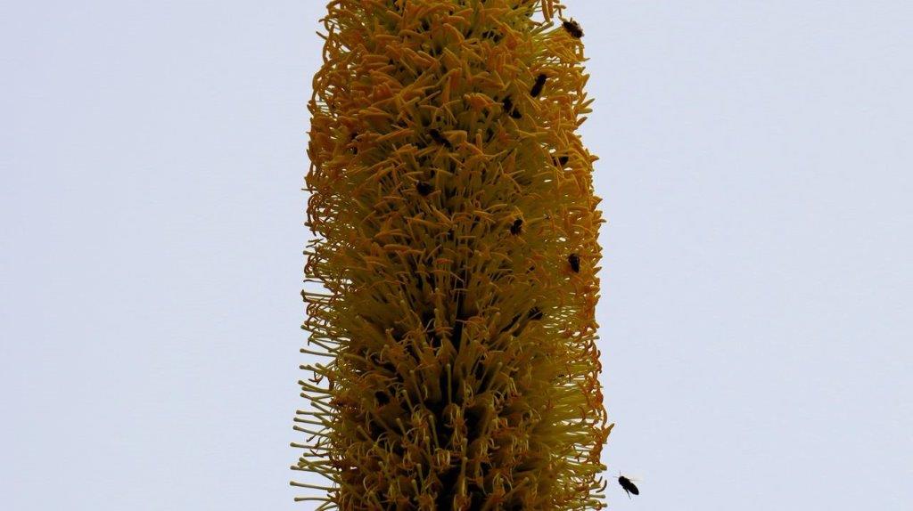 A tall yellow plant with bees

Description automatically generated