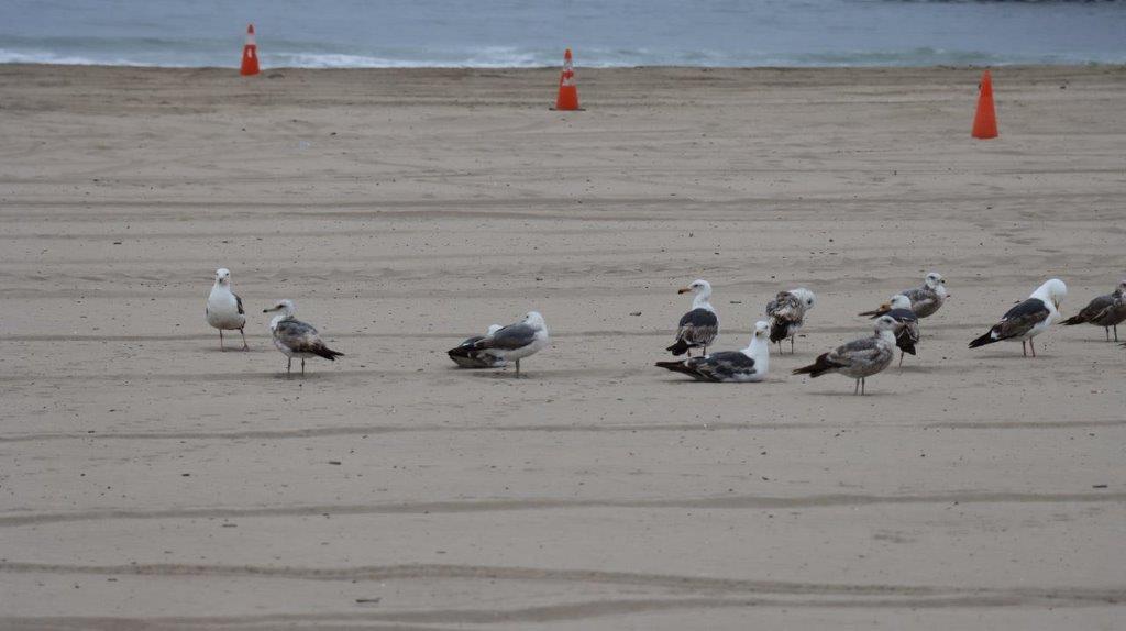 A group of birds on a beach

Description automatically generated