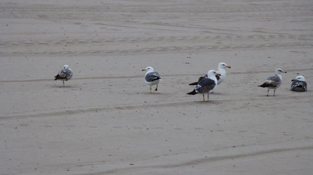 A group of birds on a beach

Description automatically generated