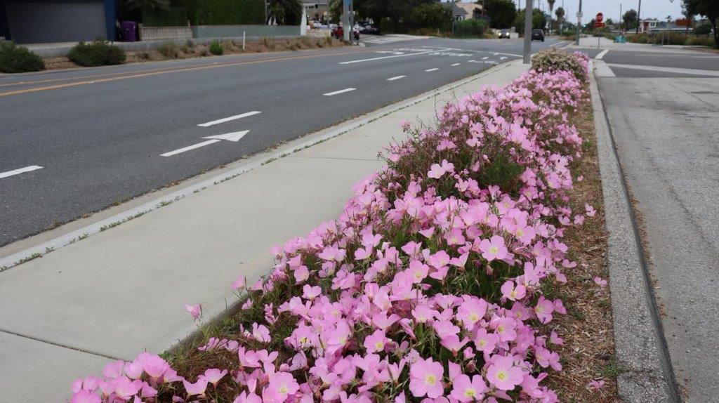 A road with pink flowers

Description automatically generated