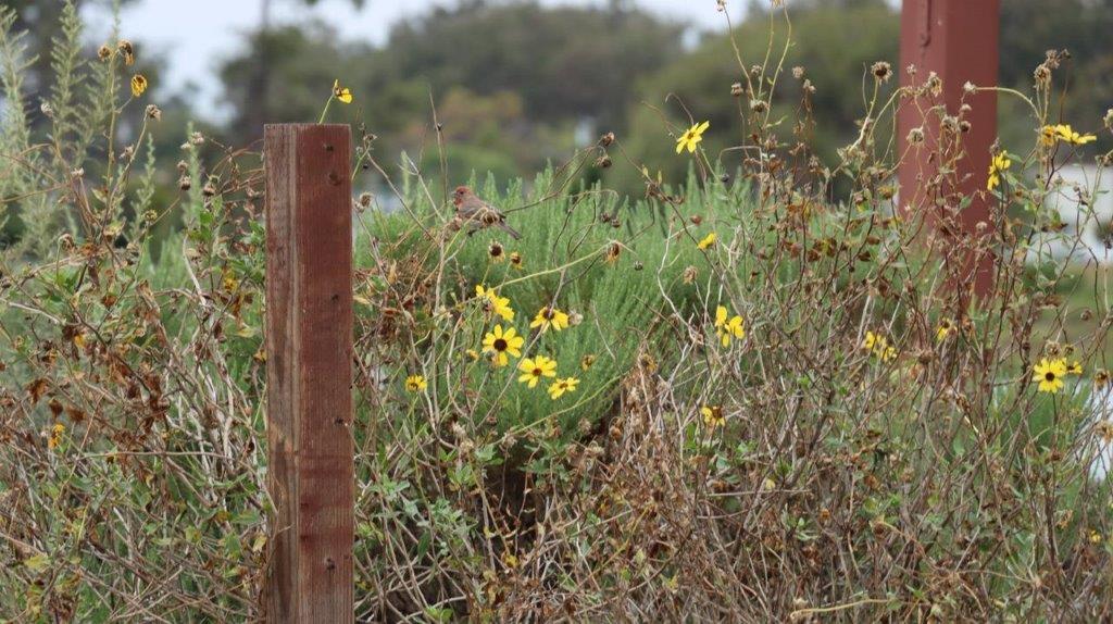 A close-up of a fence post

Description automatically generated