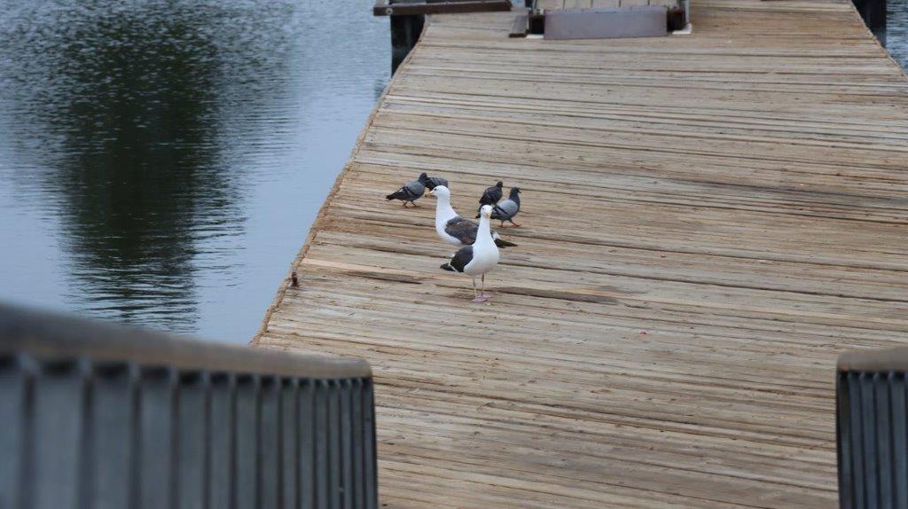 Birds on a dock near water

Description automatically generated