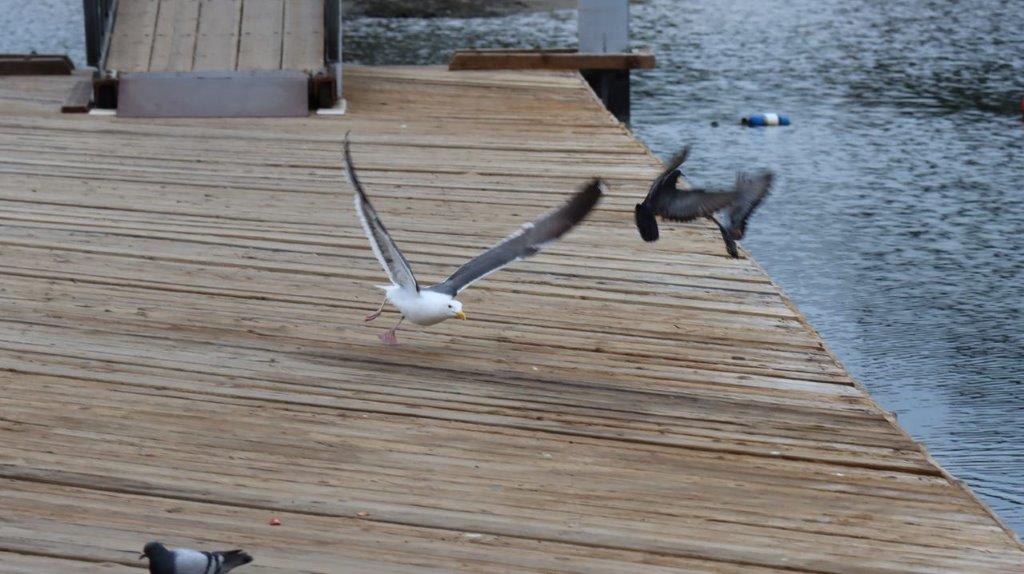 Birds flying over a dock

Description automatically generated
