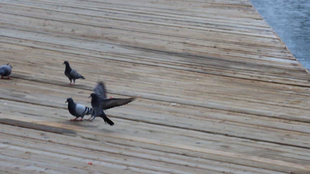 A group of pigeons on a wooden surface

Description automatically generated