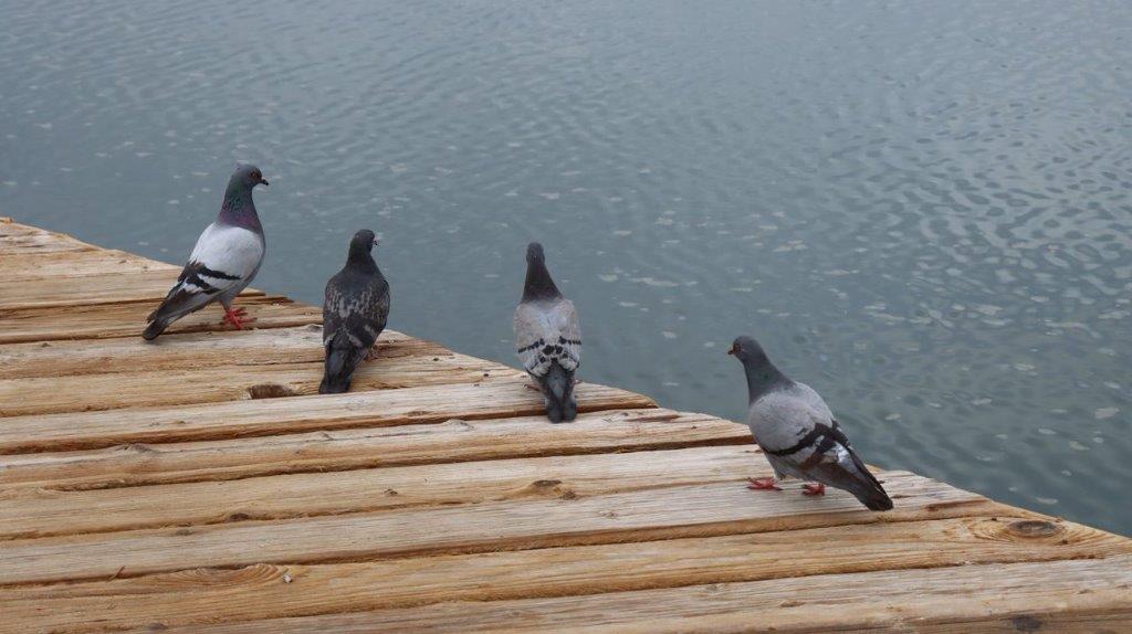 A group of pigeons on a wooden platform

Description automatically generated