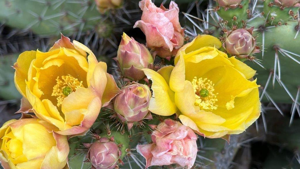 A yellow flowers on a cactus

Description automatically generated