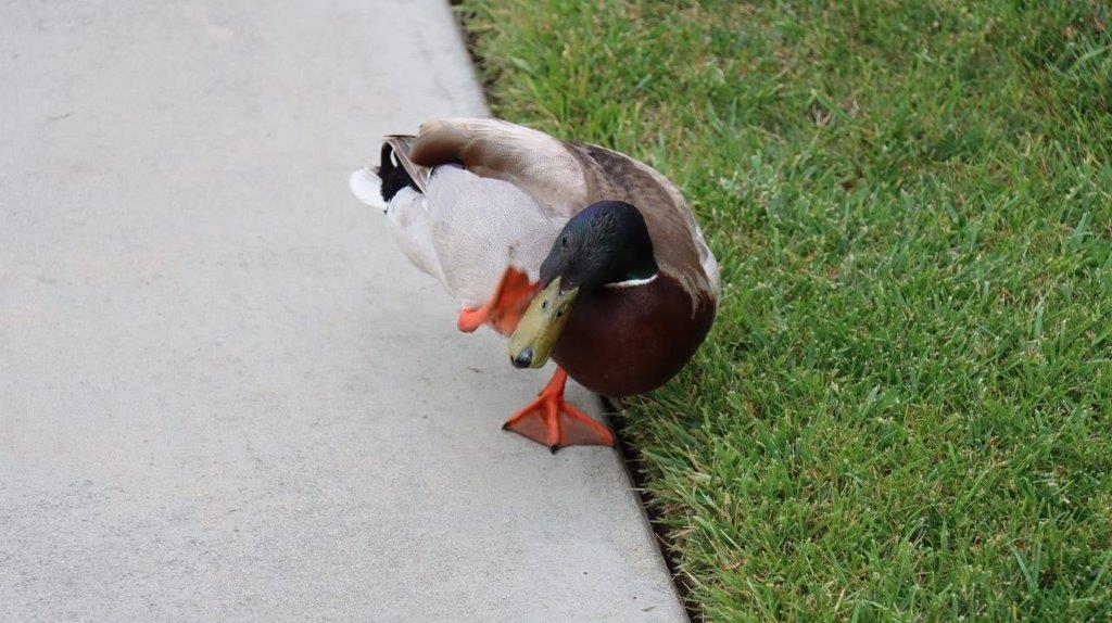 A duck standing on the sidewalk

Description automatically generated