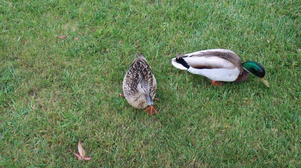 A pair of ducks on grass

Description automatically generated