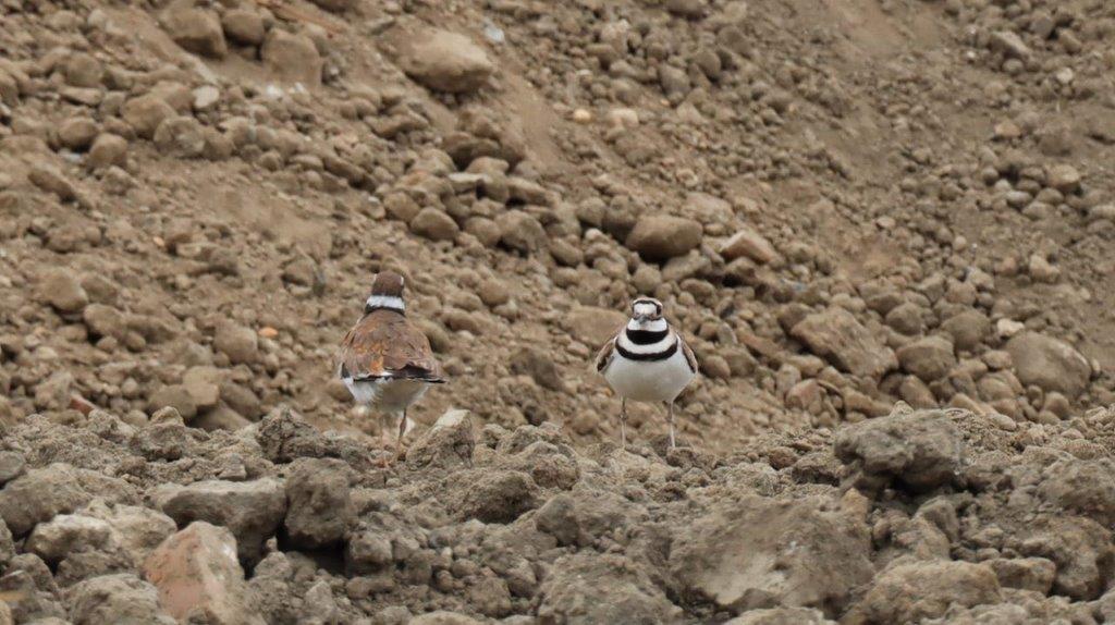 Two birds standing on a rocky hill

Description automatically generated