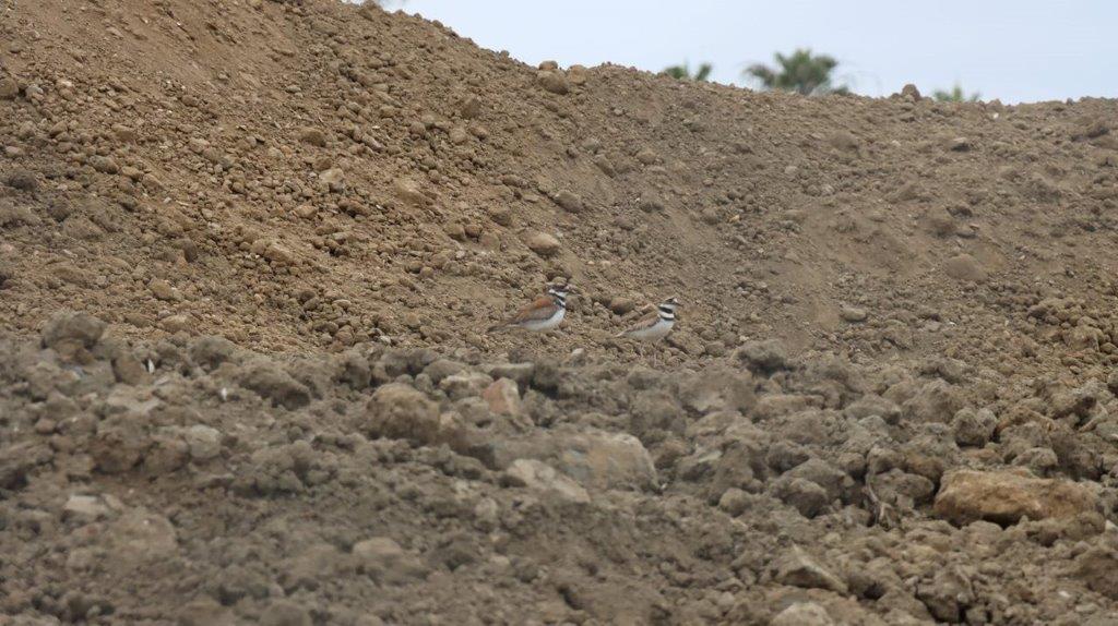 Two birds standing on a dirt hill

Description automatically generated