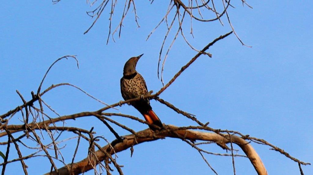 A bird sitting on a branch

Description automatically generated