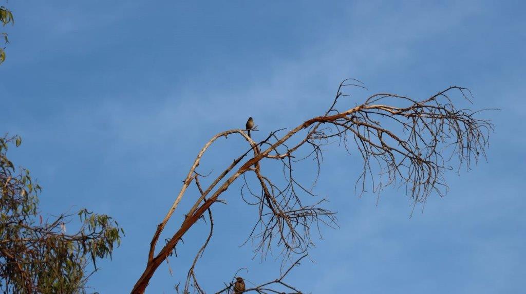 A bird perched on a tree branch

Description automatically generated