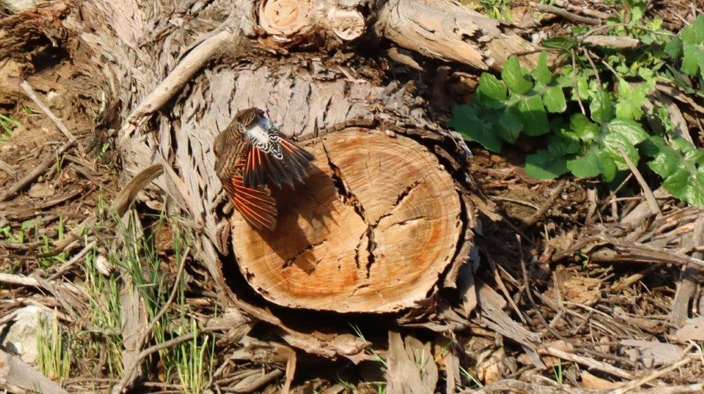 A bird sitting on a tree stump

Description automatically generated
