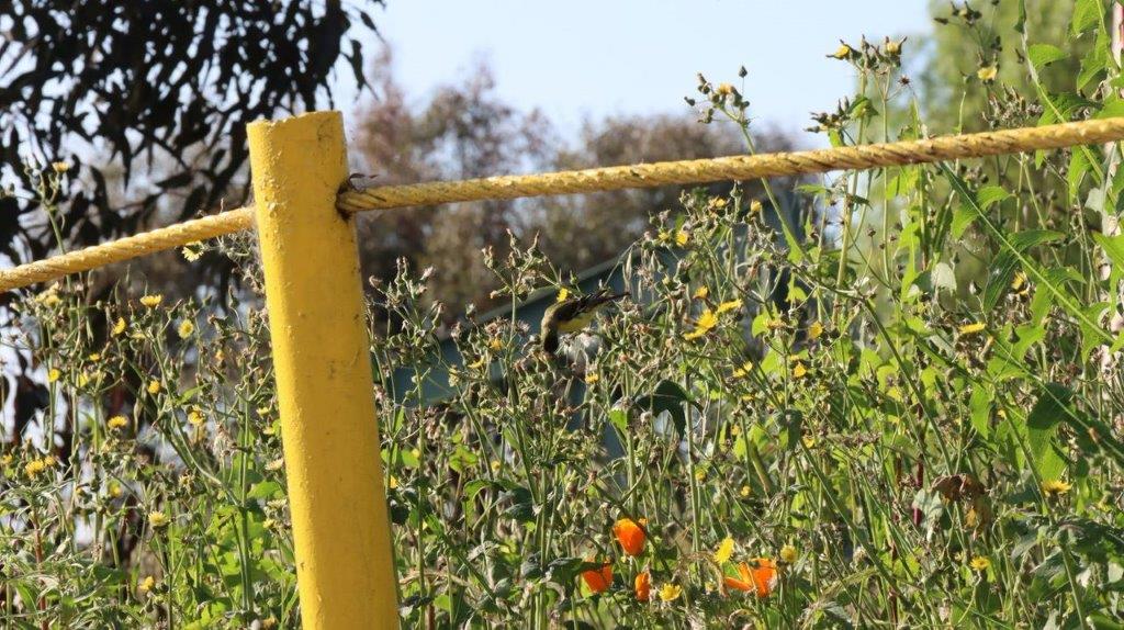 A yellow pole in a field

Description automatically generated