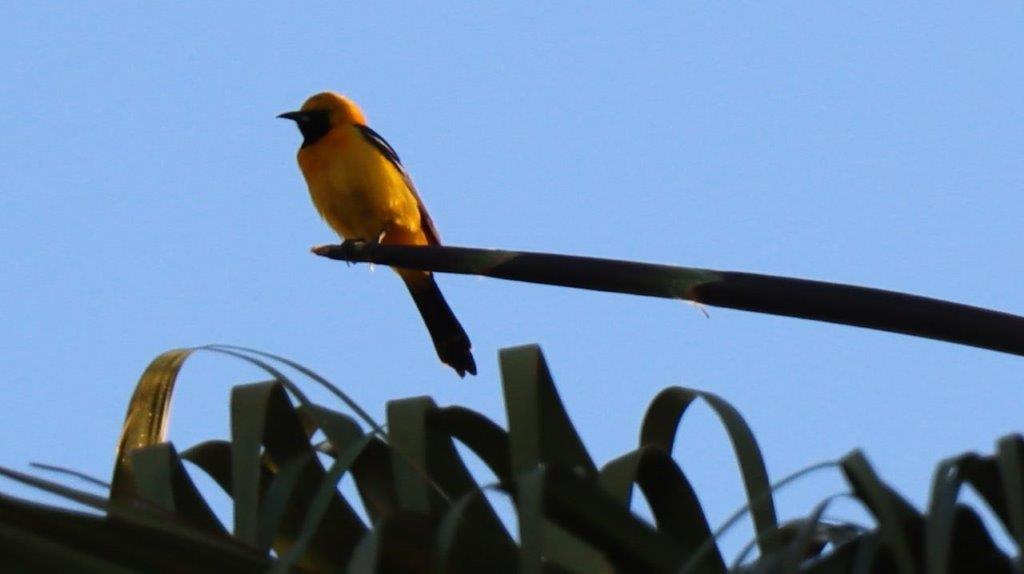 A yellow bird sitting on a branch

Description automatically generated