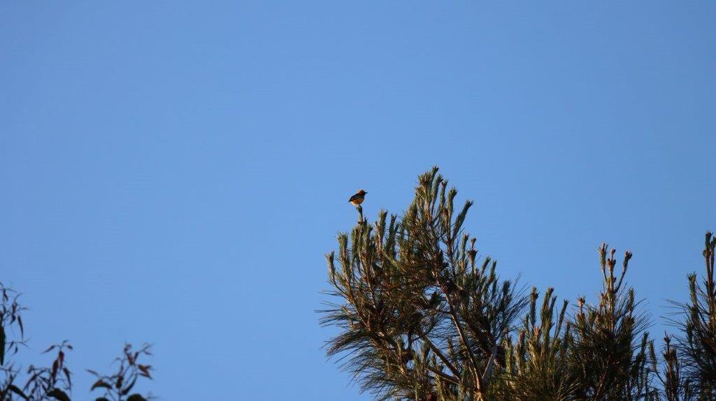 A bird perched on top of a tree

Description automatically generated