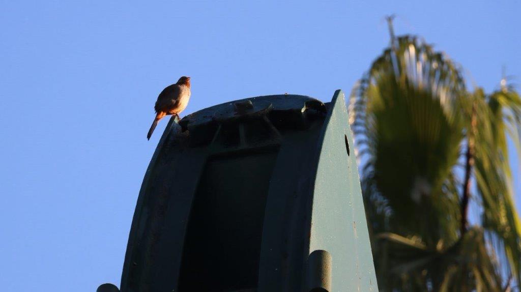 A bird perched on a metal object

Description automatically generated