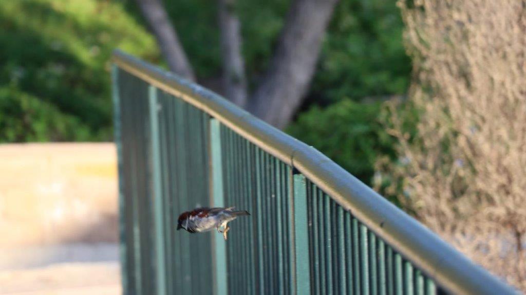 A bird flying over a railing

Description automatically generated