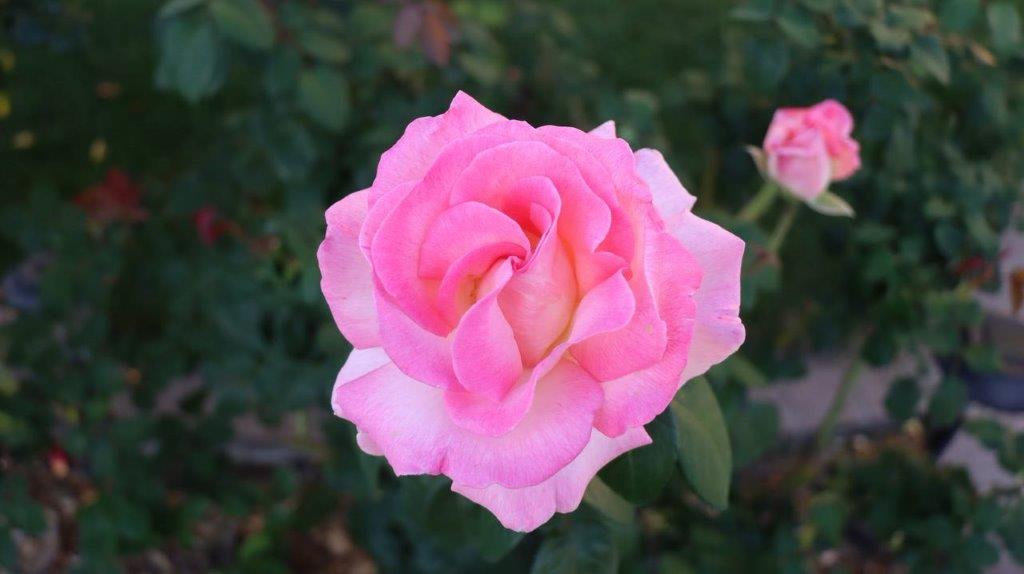 A close-up of a pink rose

Description automatically generated