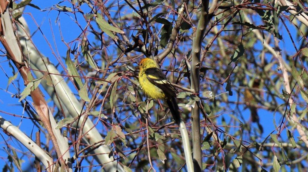 A yellow bird sitting on a tree branch

Description automatically generated
