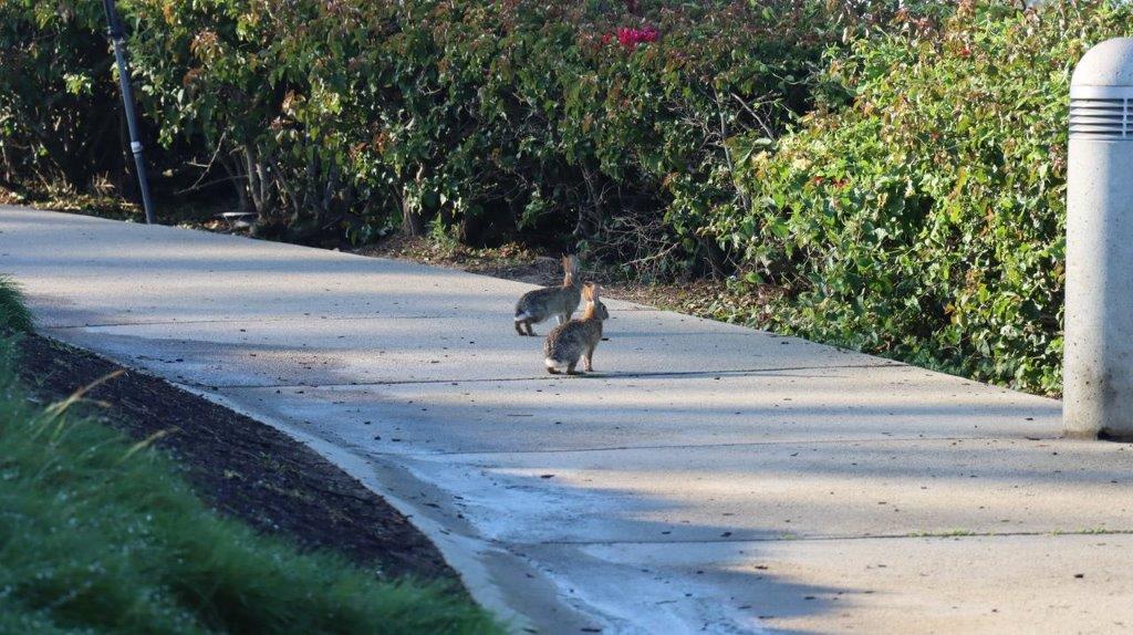 Two squirrels on a road

Description automatically generated