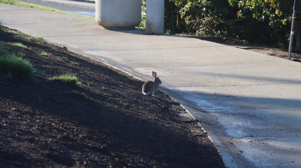 A rabbit on the side of a road

Description automatically generated