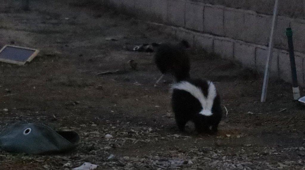 Skunks walking on the ground

Description automatically generated