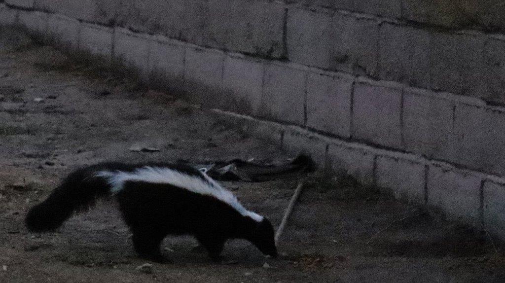 A skunk walking on the ground

Description automatically generated