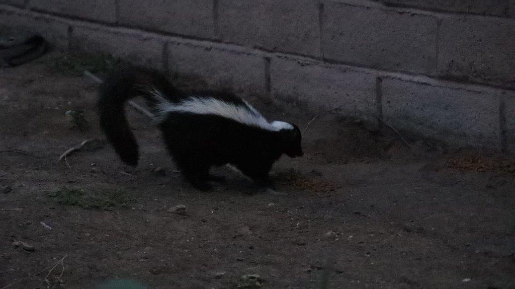 A skunk walking on the dirt

Description automatically generated