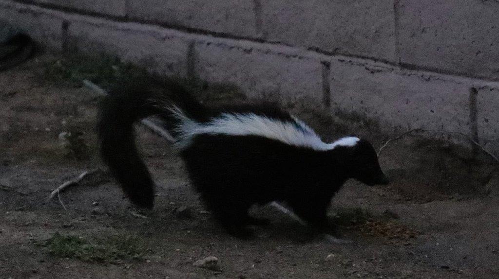 A skunk walking on dirt

Description automatically generated