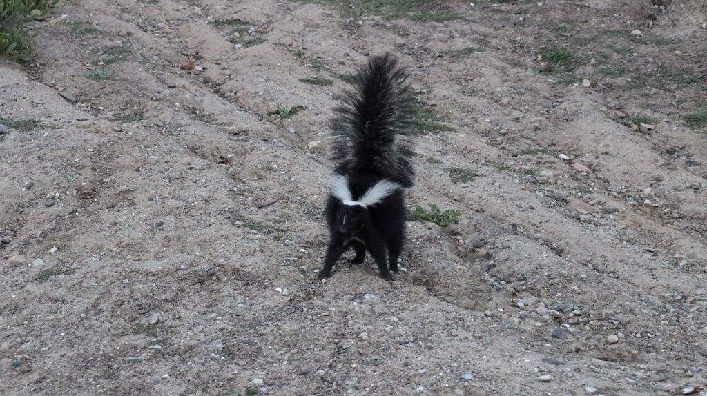 A skunk standing on dirt

Description automatically generated
