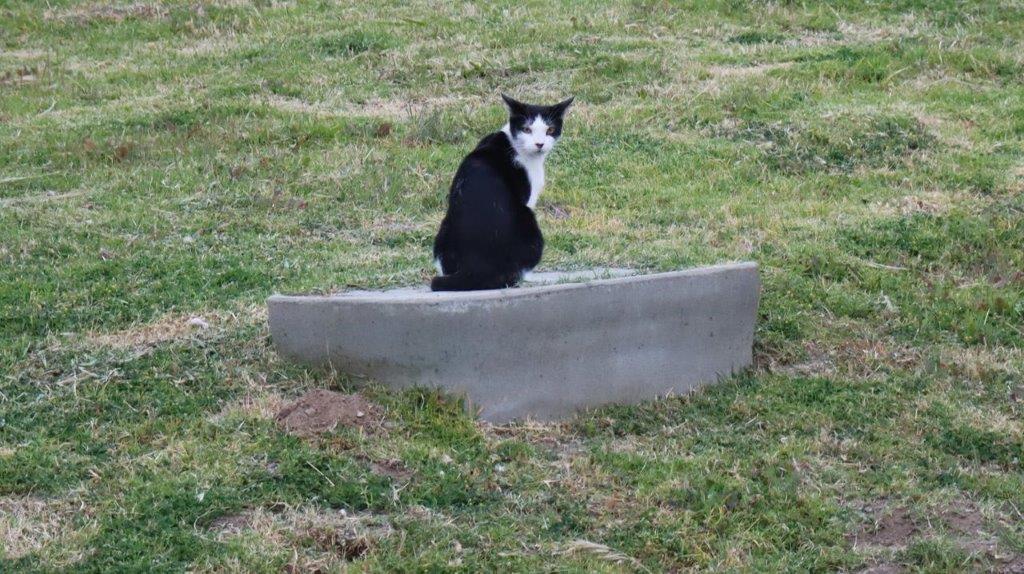 A cat sitting on a concrete block

Description automatically generated