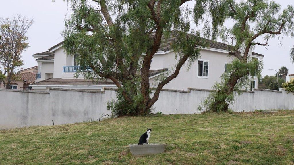 A cat sitting in a bowl in a yard

Description automatically generated