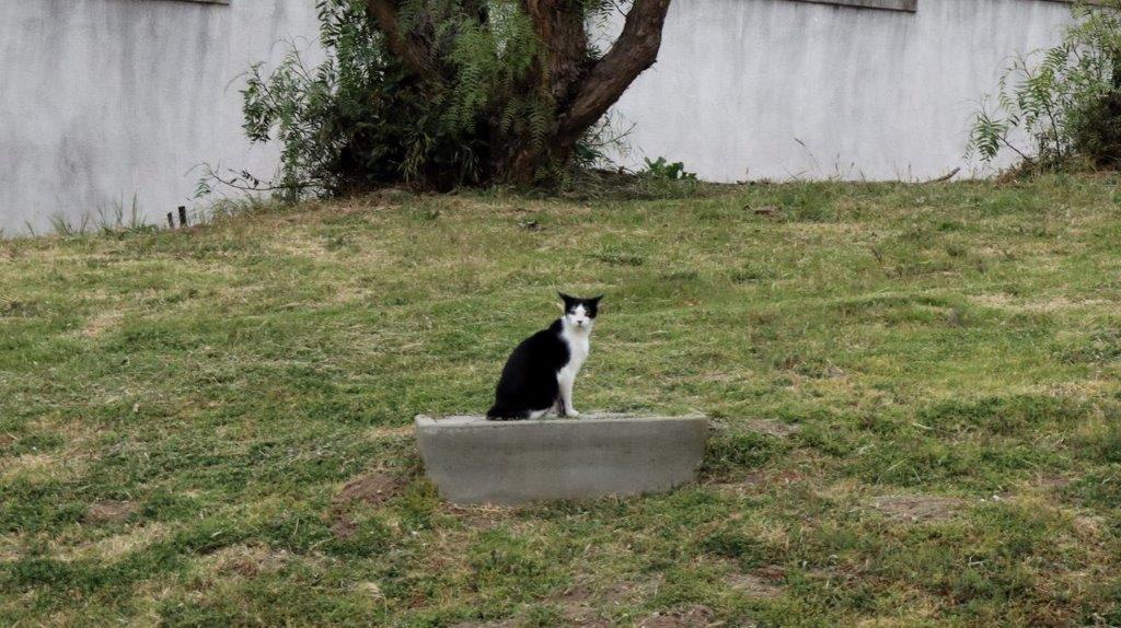 A cat sitting on a concrete bowl

Description automatically generated