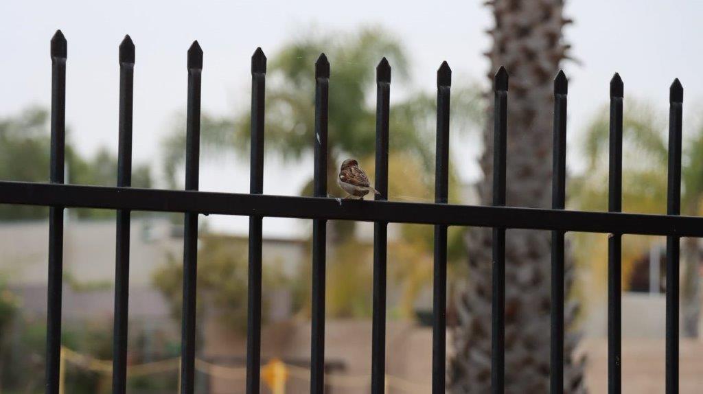 A bird sitting on a fence

Description automatically generated