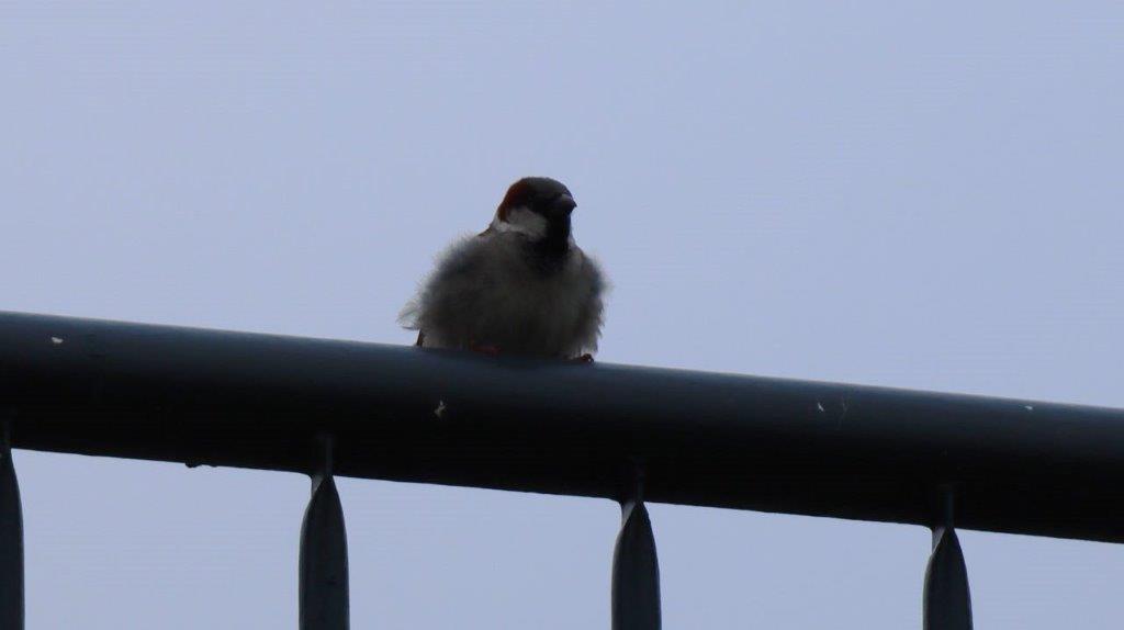 A bird sitting on a railing

Description automatically generated