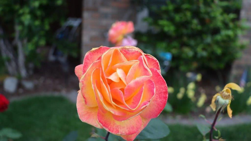 A close up of a rose

Description automatically generated