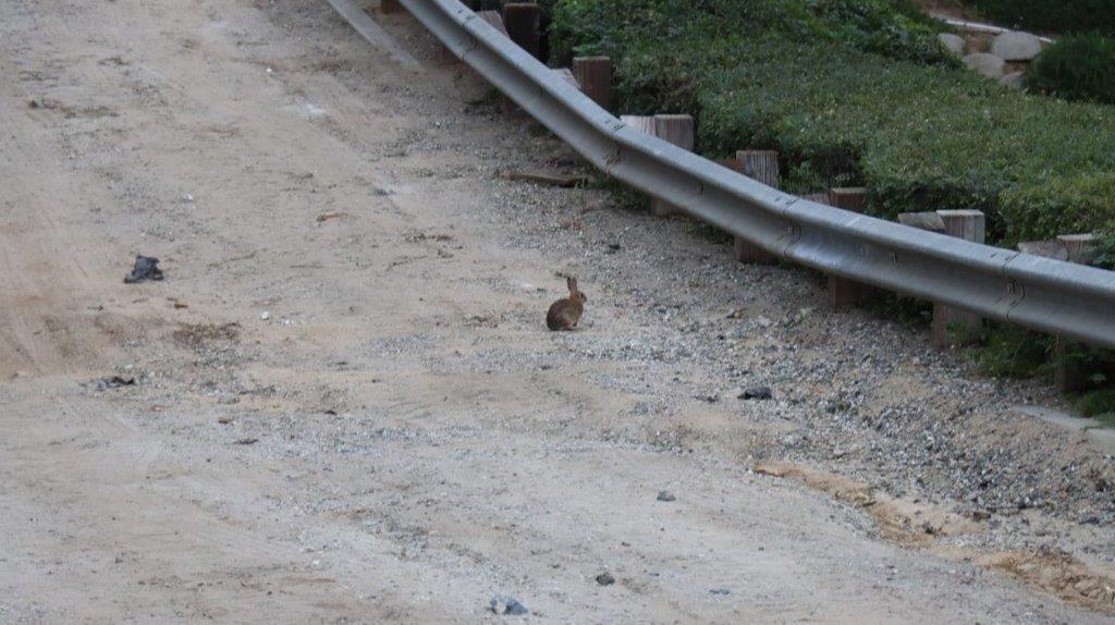 A rabbit on the side of a road

Description automatically generated