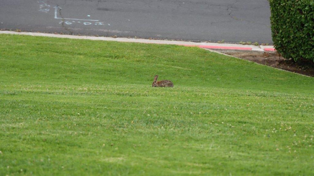 A rabbit sitting in a grassy area

Description automatically generated
