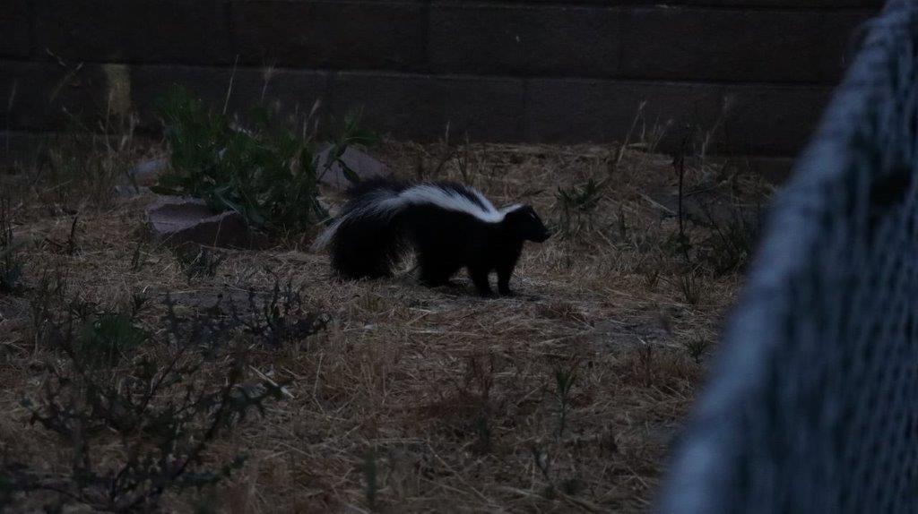 A skunk in the grass

Description automatically generated